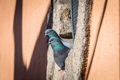 Close-up of bird perching on wall