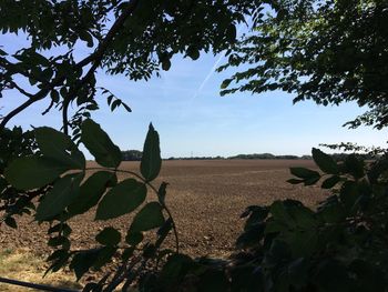 Scenic view of field against clear sky