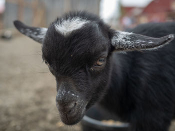 Close-up of goat