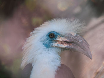 White-crowned hornbill in the zoo