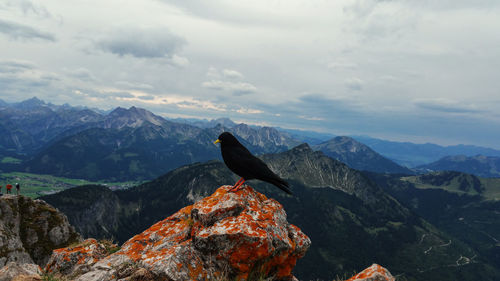 View of a bird on rock