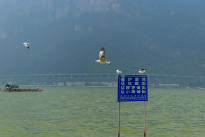 Seagull flying over sea against sky