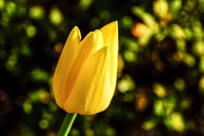 Close-up of yellow rose flower