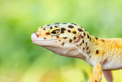 Close-up of lizard