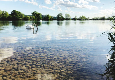 View of ducks in lake