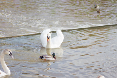 Swans swimming in lake