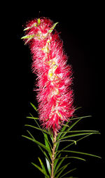 Close-up of red flower against black background