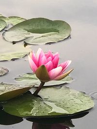 Close-up of lotus water lily in lake