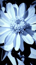 Macro shot of flower head