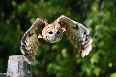 Close up of a tawny owl in flight 