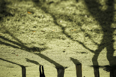 Shadow of people on field