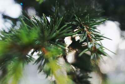 Close-up of pine tree