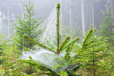 Close-up of fresh green plant on field in forest