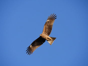 Low angle view of eagle flying against clear blue sky