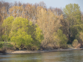 Scenic view of lake in forest