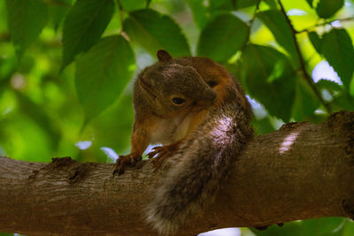 Close-up of a bird on branch