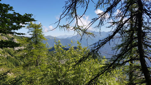 Scenic view of forest against sky