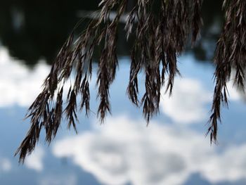 Low angle view of plants against sky during winter