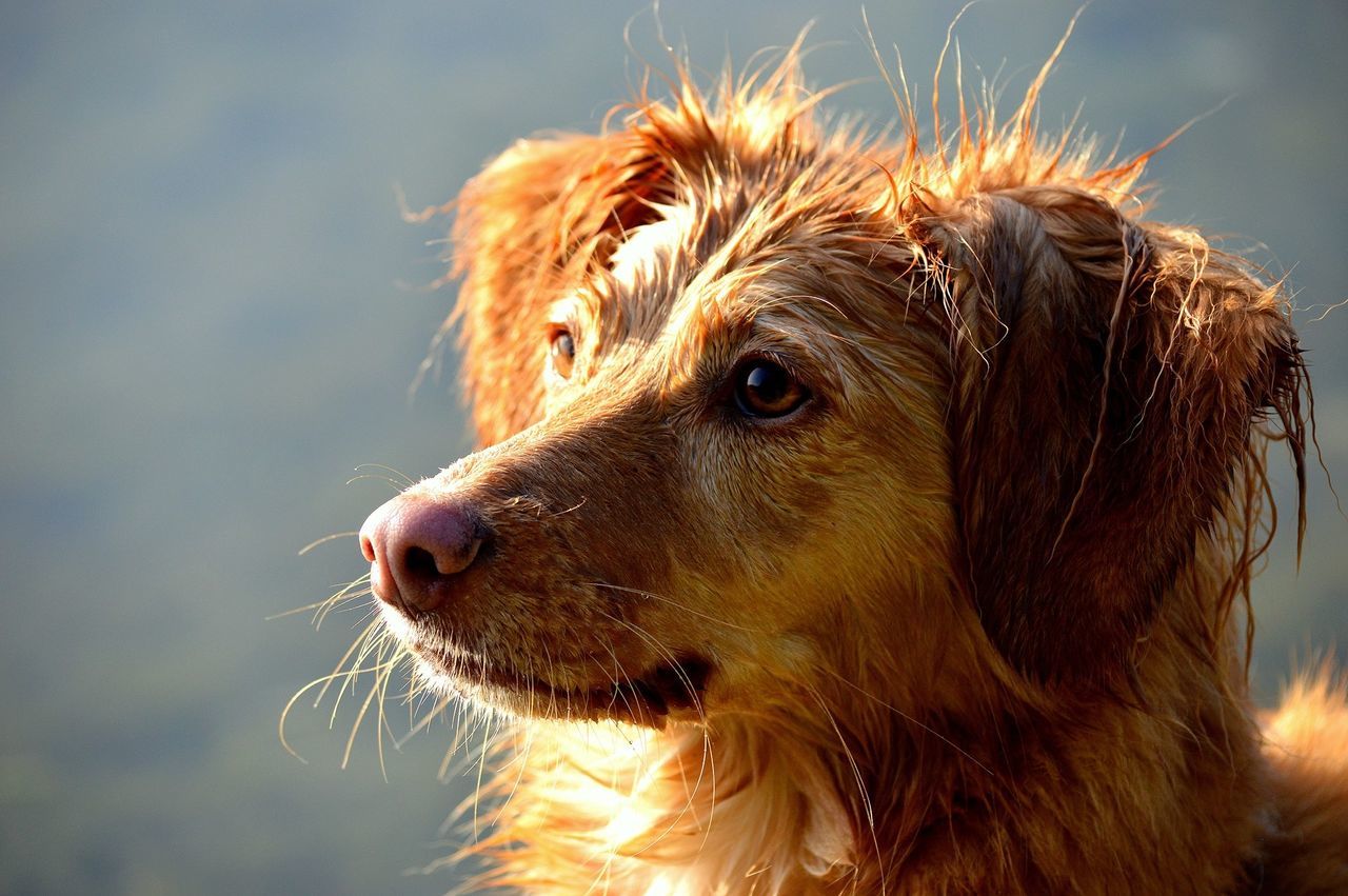 one animal, animal themes, dog, domestic animals, mammal, pets, animal head, close-up, water, focus on foreground, brown, animal body part, looking away, animal hair, sky, nature, outdoors, day, no people, sunlight