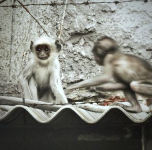 Close-up of monkey sitting outdoors