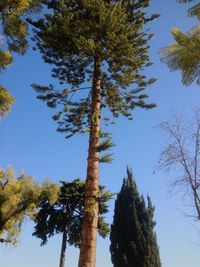 Low angle view of pine tree against clear sky