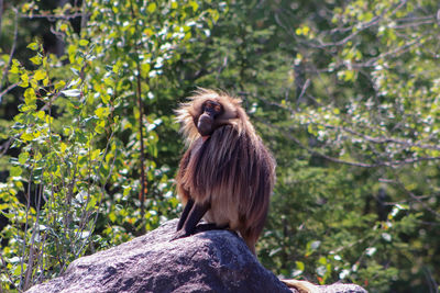 Rear view of monkey looking away