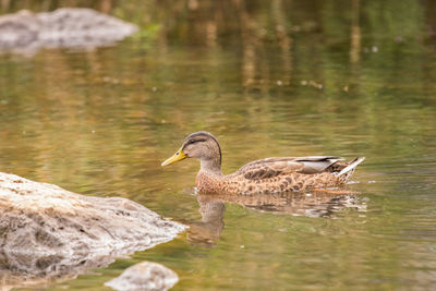 Ducks swimming in lake