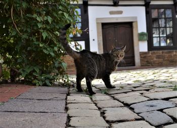 Cat standing on footpath