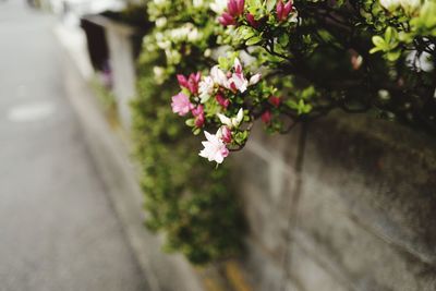 Close-up of flowers on tree