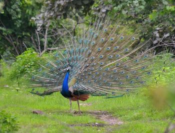 Close-up of peacock on grass