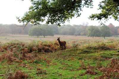 Horse on field