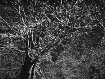 Full frame shot of bare trees