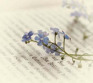 Close-up of white flowers on paper