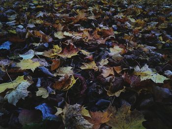 High angle view of dry leaves on field