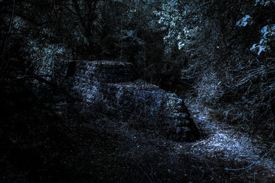 Trees in forest at night