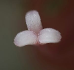 Close-up of white flower against blurred background