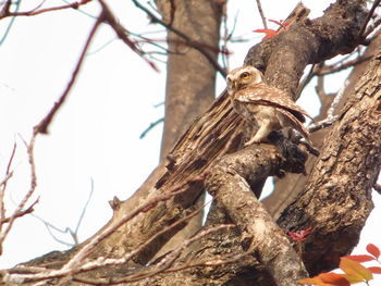 Low angle view of bird perching on tree