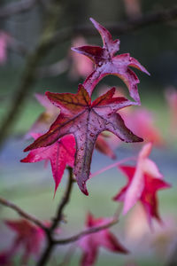 Close-up of red flowers in water