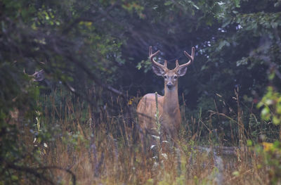 Portrait of deer in the forest