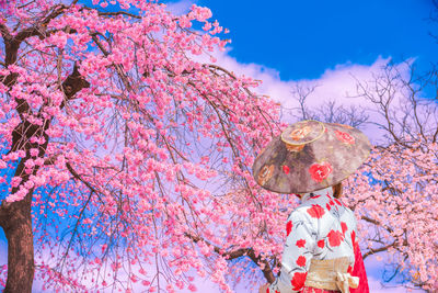 Beauty of sherry blossoms at gyeongbokgung palace,south korea