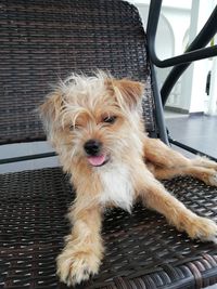 Portrait of dog relaxing on chair