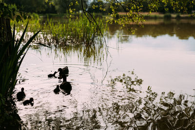 Swan floating on lake