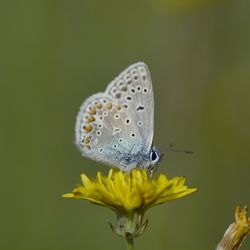 Close-up of butterfly pollinating on flower