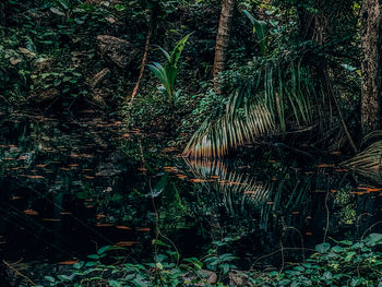 Scenic view of waterfall in forest