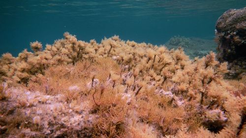 High angle view of coral on sea shore