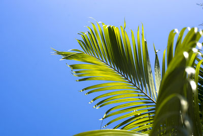 Low angle view of palm tree against clear blue sky