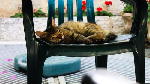 Cat sleeping on chair