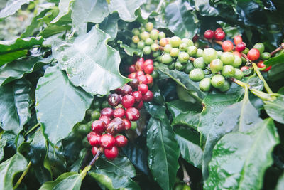 Close-up of berries growing on tree