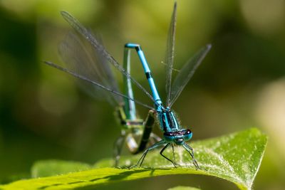 Close-up of damselfly