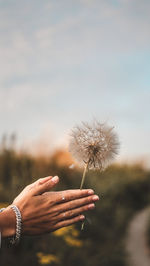 Cropped hand of woman holding dandelion against sky